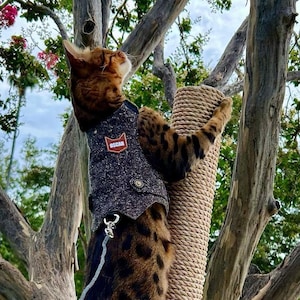 Puede incluir: Un gato bengalí con un chaleco gris con un parche "OSCAR", trepando por un rascador de cuerda de sisal sujeto a un árbol. El gato está con correa. El gato tiene un pelaje manchado marrón y negro.