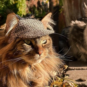Funny cats dressed up on sale