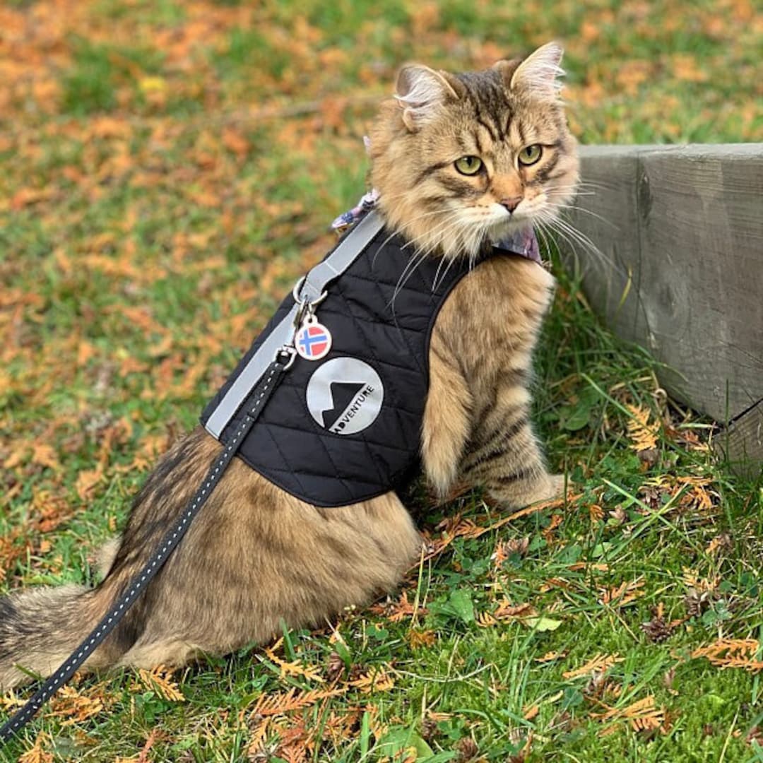 Reflective High Visibility Harness for Cat. Difficult to Escape. Safety ...