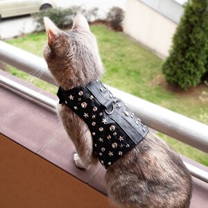 K&ouml;nnte beinhalten: Eine graue getigerte Katze tr&auml;gt ein schwarzes Ledergeschirr mit silbernen Sternen- und Nieten-Akzenten. Das Geschirr hat einen silbernen D-Ring zum Anbringen einer Leine.