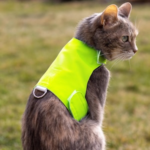 May include: A gray cat wearing a bright neon yellow vest with a D-ring and Velcro closures. The cat is sitting outdoors with a blurred green background.
