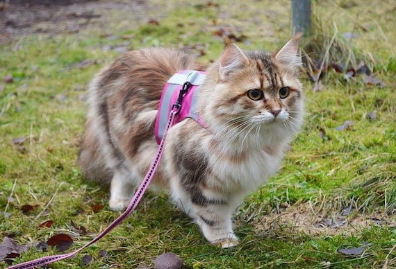The Purrfectly Pink Iridescent Limited-Edition Harness & Leash Set