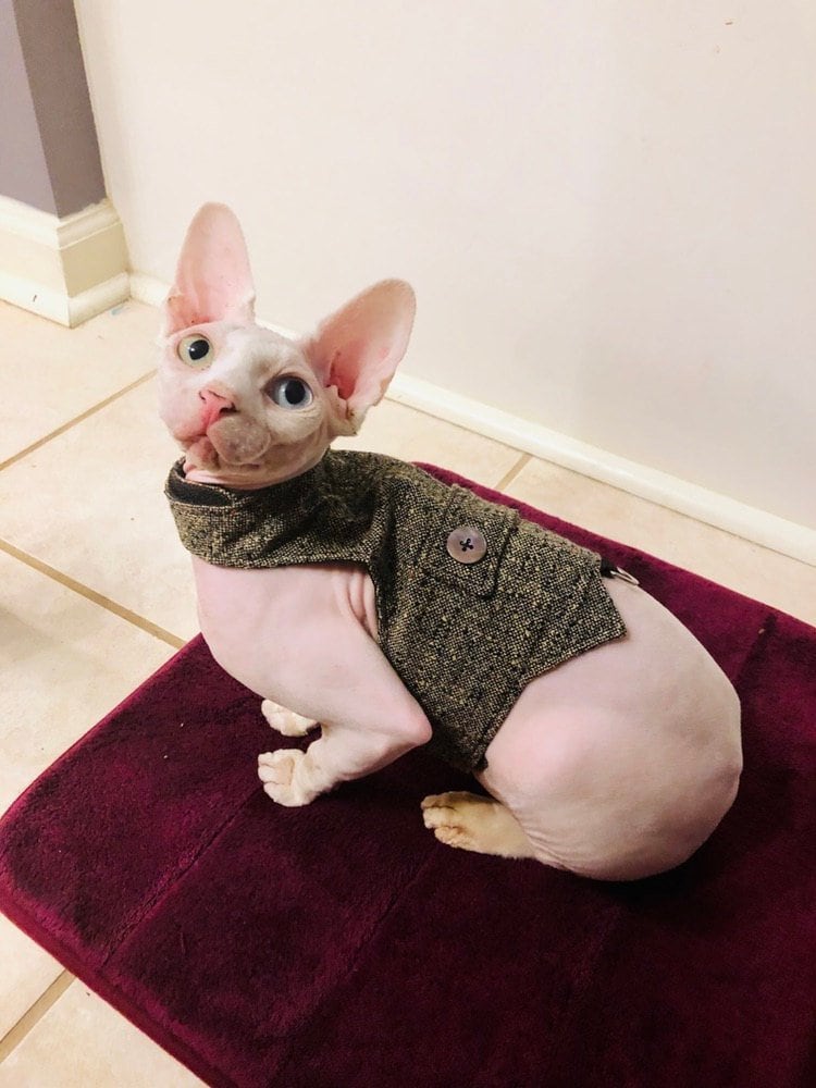 Elegant classic tweed cat walking jacket with pearl buttons. Etsy