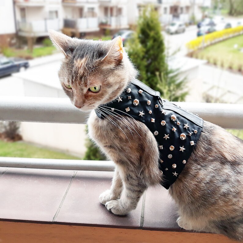 K&ouml;nnte beinhalten: Eine getigerte Katze tr&auml;gt eine schwarze Lederweste mit silbernen Nieten und sternf&ouml;rmigen Verzierungen. Die Weste hat einen Punk-Rock-Look.