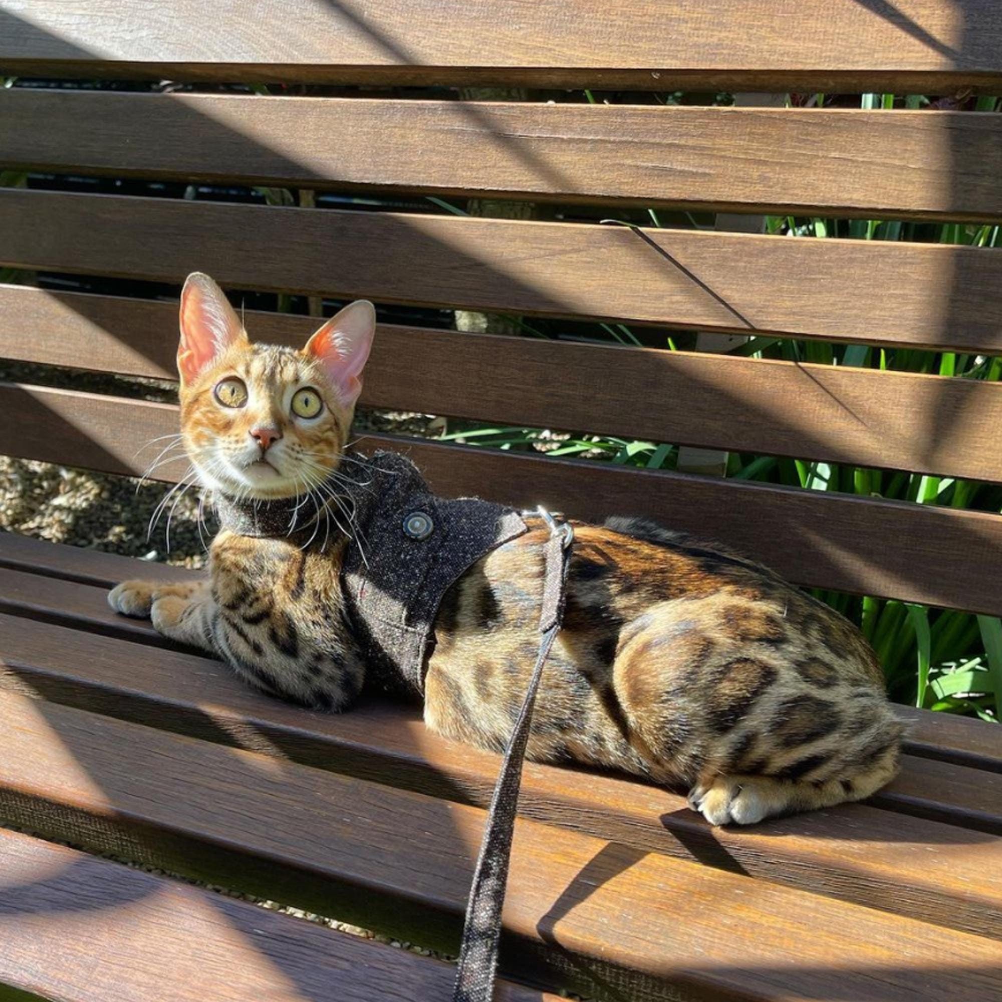 Cute comfy harness for cat. Classic Tweed Cat Walking Jacket. Detective Harness with leather patch. Custom made. Handmade Vest.