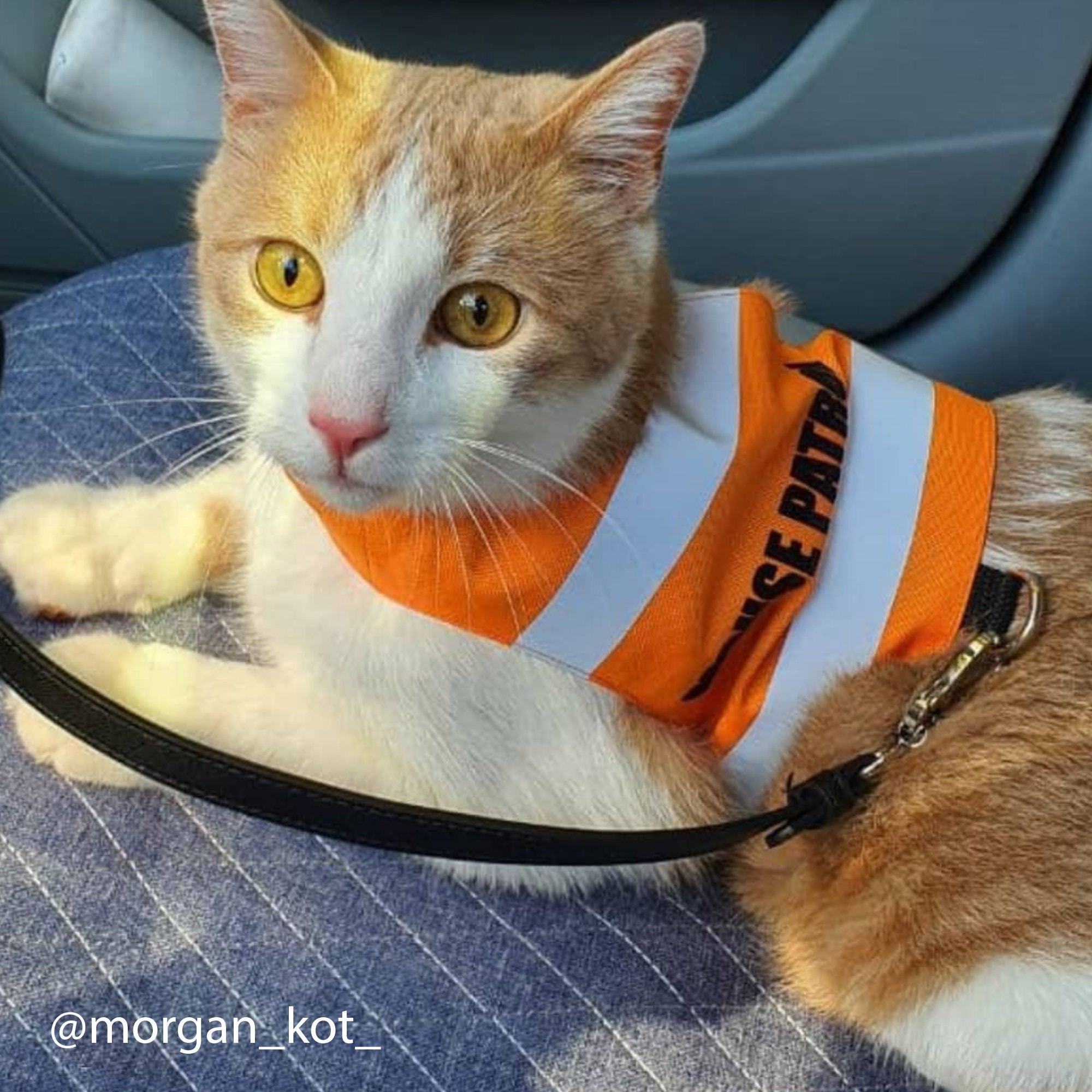 Cat in safety vest 2025
