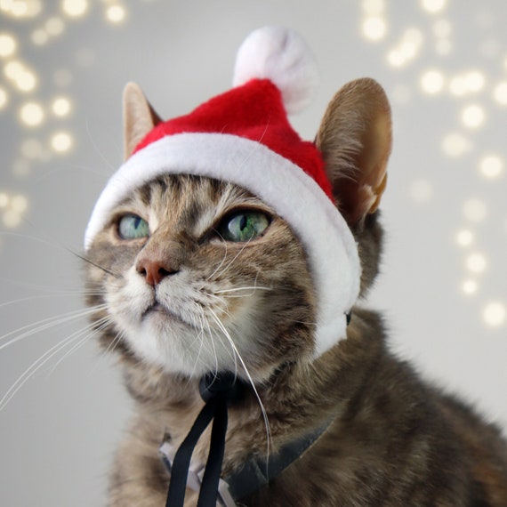 Set gebreide kerstmuts-sjaal: zigzagbeanie voor hond of kat - België