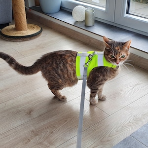 May include: A tabby cat wearing a bright yellow safety vest with a silver clip and a gray leash. The cat is standing on a light brown wood floor.
