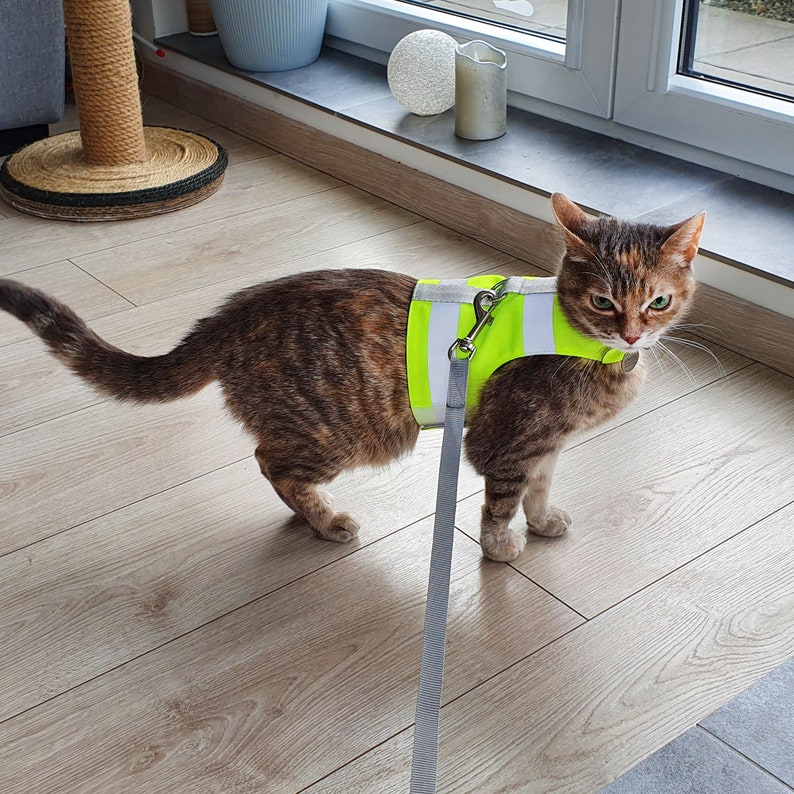 May include: A tabby cat wearing a bright yellow safety vest with a silver clip and a gray leash. The cat is standing on a light brown wood floor.