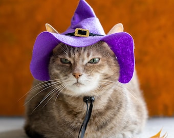May include: A gray tabby cat wearing a purple witch hat with a gold buckle. The cat is looking directly at the camera with a serious expression.