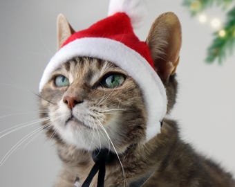Może przedstawiać: Koty tabby w czerwono-białej czapce Świętego Mikołaja z białym pomponem.