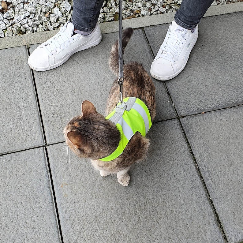 May include: A tabby cat wearing a bright yellow safety vest is on a leash being walked by a person. The cat is looking to the side.