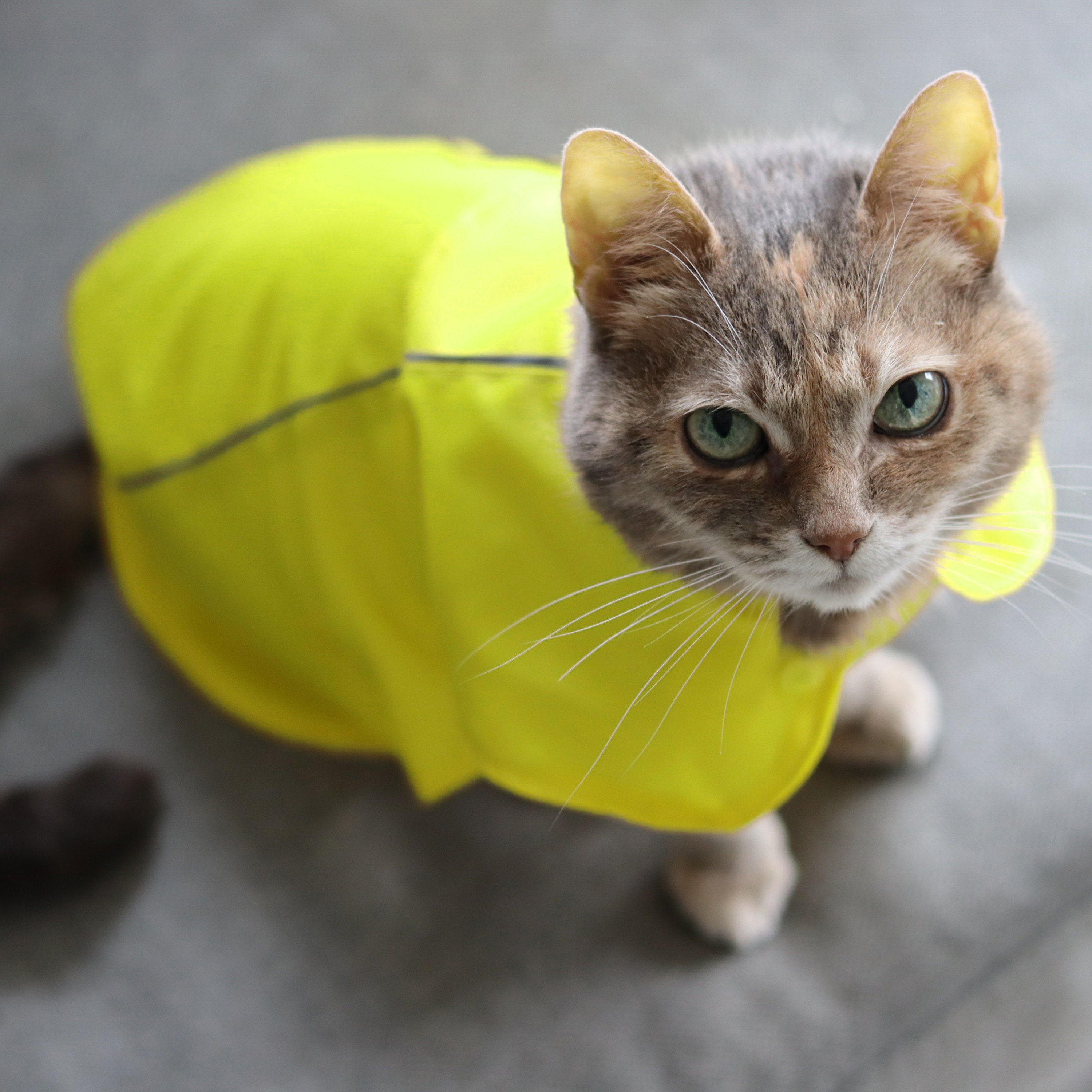 Cat raincoat online