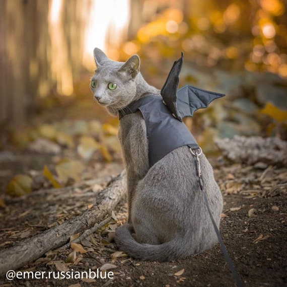 Total Black Harness With Removable Bat Wings for Halloween. Difficult to  Escape. Handmade Vest. Halloween. Bat Wings for Cat. ALLCATSGOOD 