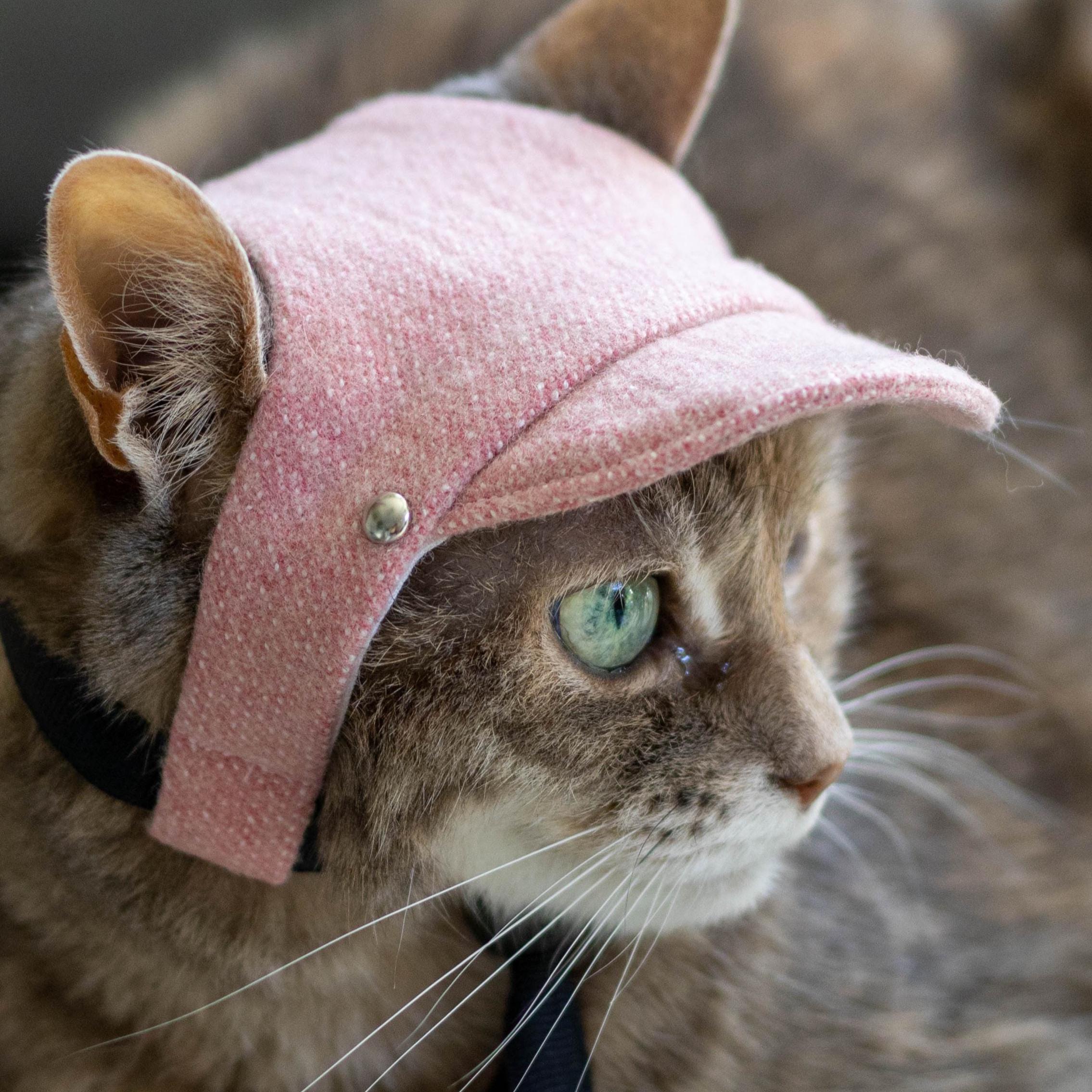 Cat Hat. Tweed Cap for Cats and Kittens. Pet Photo Prop. Color ...
