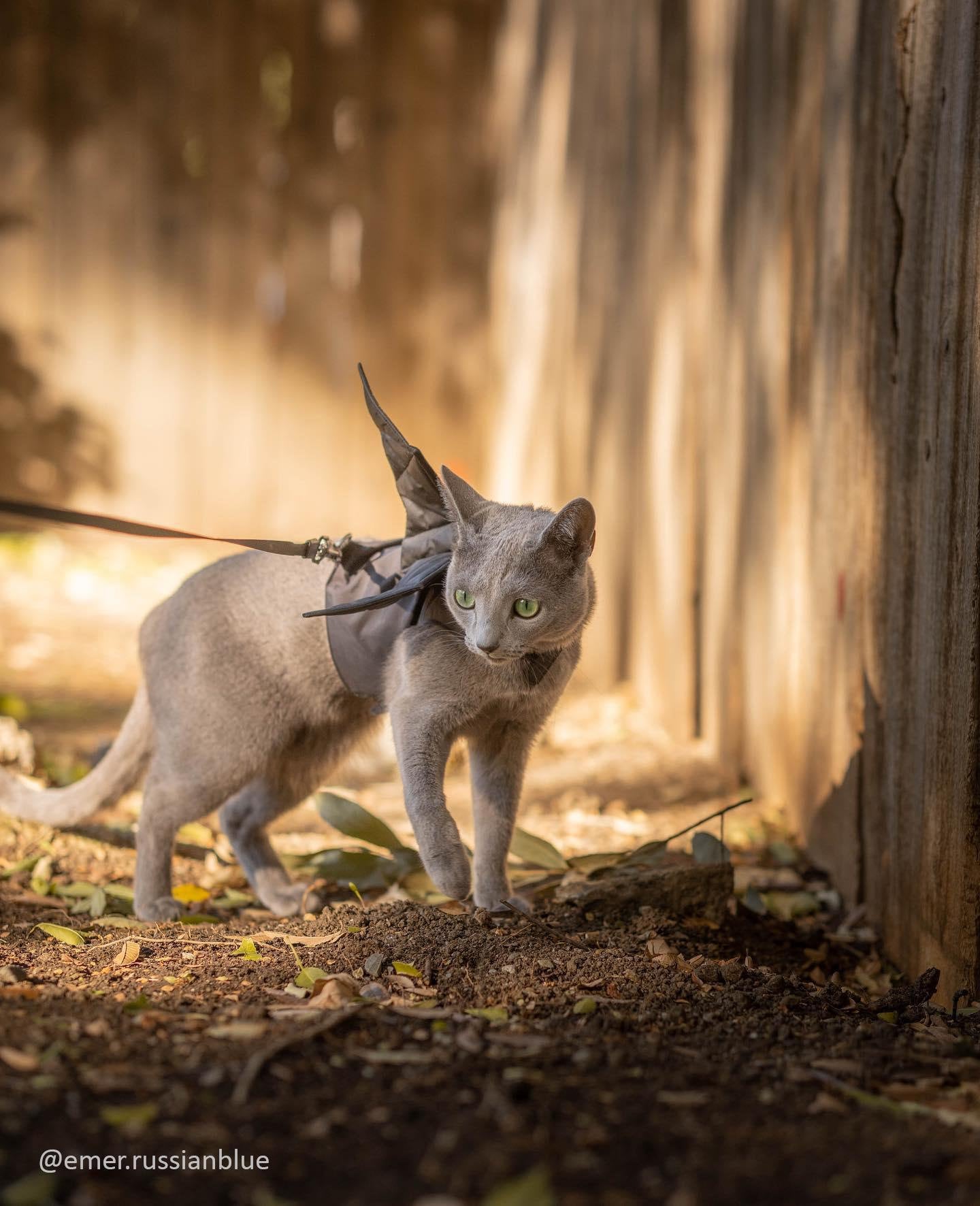 Dracula / Dragon / Bat Cat Harness With Removable Wings. Escape
