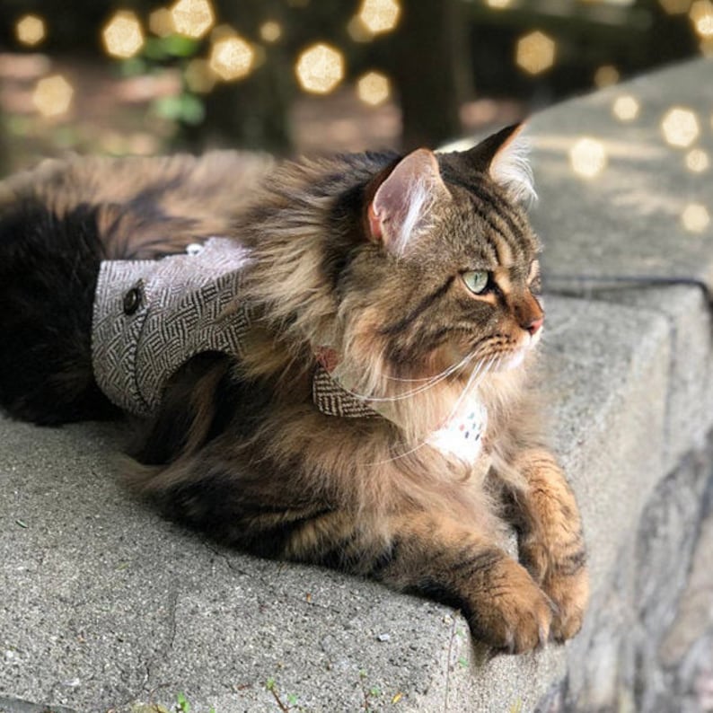 handmade cat harness