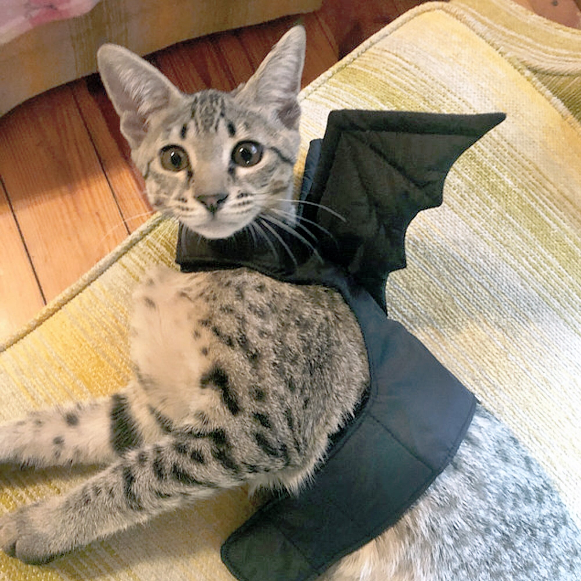 Total Black Harness With Removable Bat Wings. Escape Proof. Etsy