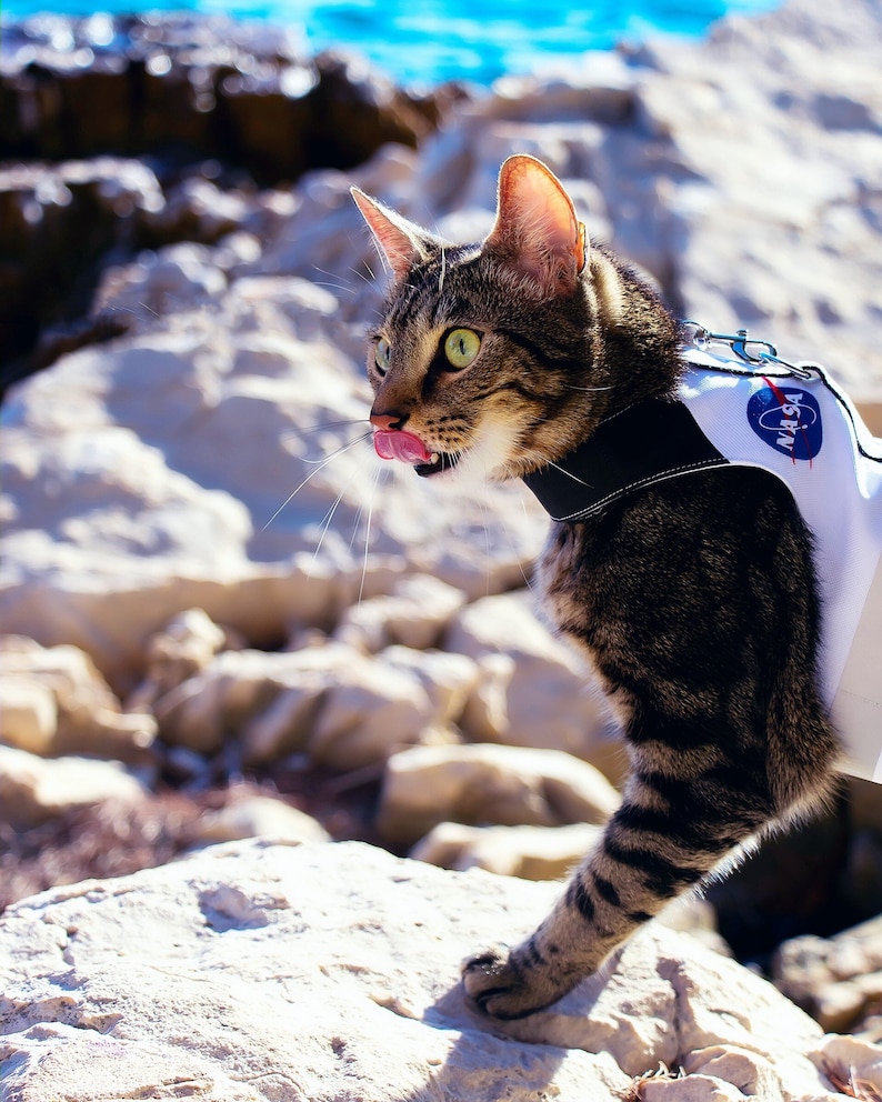 handmade cat harness