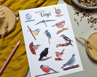 Sticker sheet "Native Birds" – A5 – Paper stickers – Sustainable & lovingly illustrated – For DIY, calendars and crafts