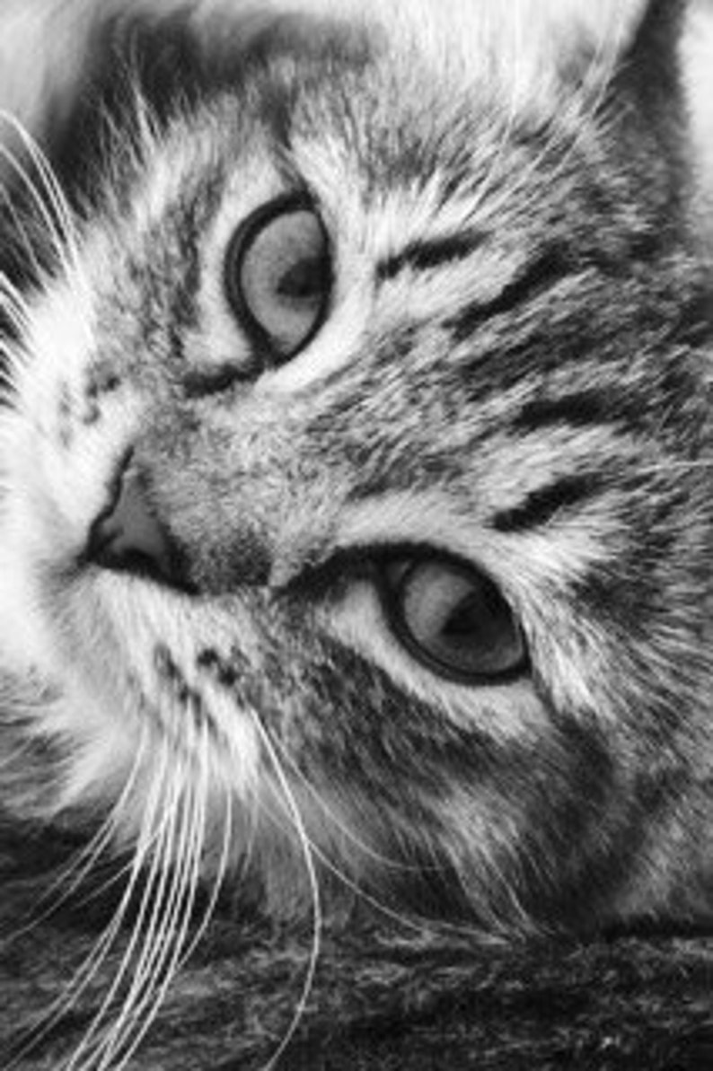 Tabby Cat image 1