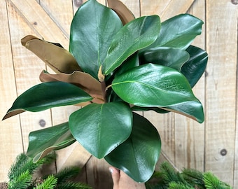 Peut inclure: Une plante de magnolia artificielle dotée de grandes feuilles vert foncé brillantes aux bords lisses et arrondis, avec un revers brun mat contrastant. La plante possède une tige centrale avec plusieurs branches portant le feuillage épais et cireux.