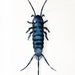 see more listings in the ENTOMOLOGY ART section