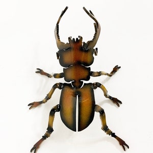 May include: A metal sculpture of a stag beetle with a brown and black finish. The beetle is posed with its legs outstretched and its antennae pointing upwards.