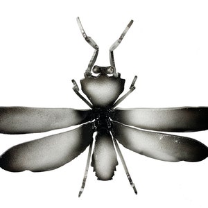 Praying Mantis (Small)