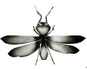 Praying Mantis (Small)