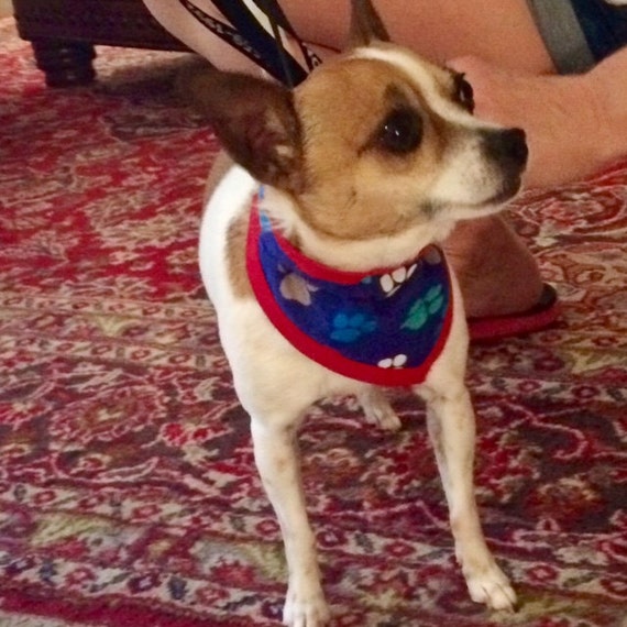 oakland a's dog jersey