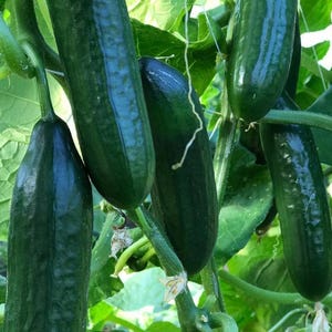 May include: Close-up of several dark green cucumbers growing on a vine. The cucumbers are long and slender, with a smooth, shiny skin.