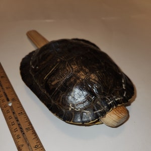 May include: A close-up of a turtle shell, approximately 10 cm in length, with a dark brown and green pattern. The turtle is lying on its back with a wooden stick underneath.