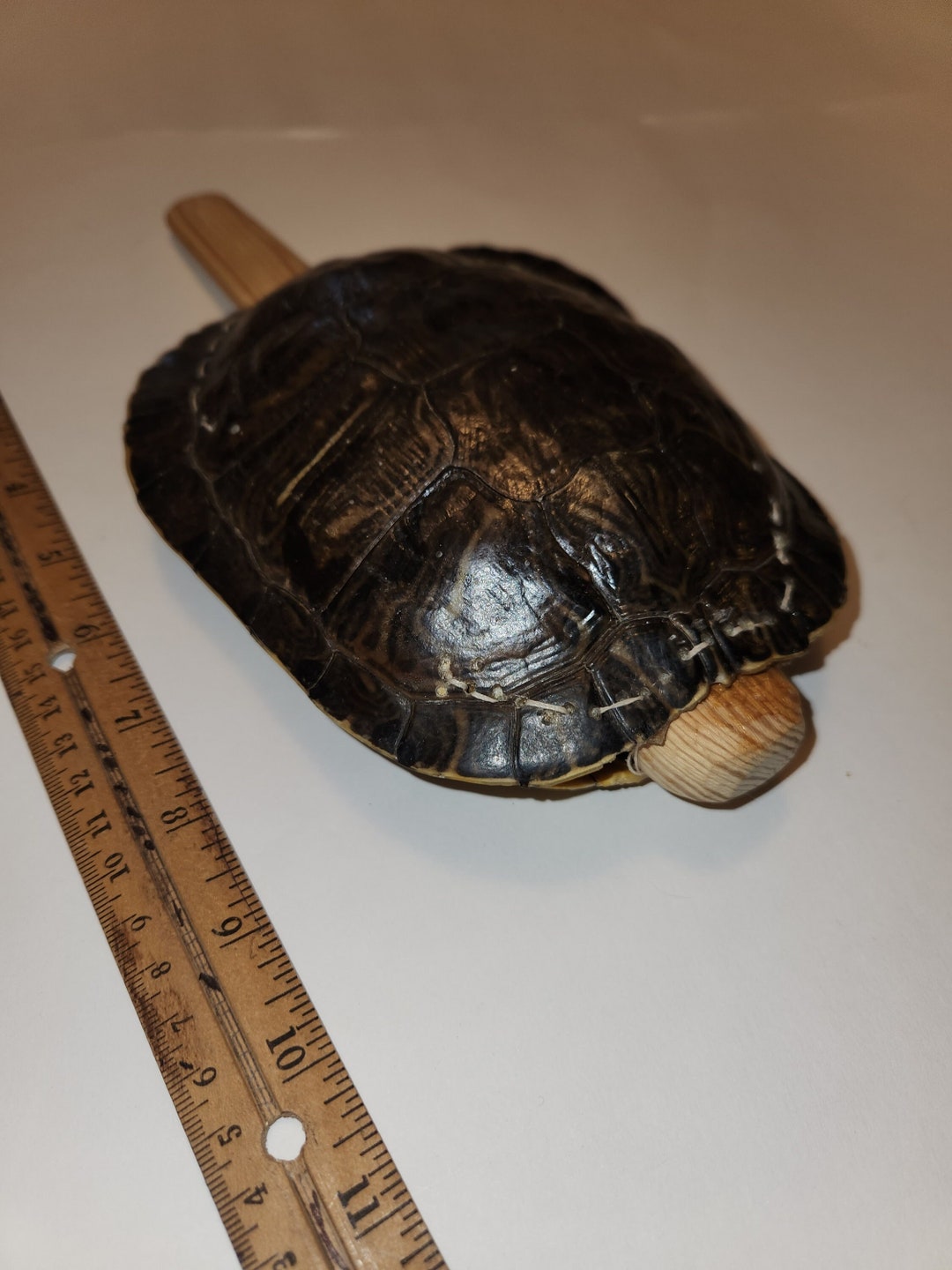 Native American Style Turtle Rattle - Etsy