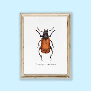Disegno acquerello originale | Disegno insetto | Acquerello insetto | Acquerello botanico | Regalo insetti | Regalo natura | Disegno regalo