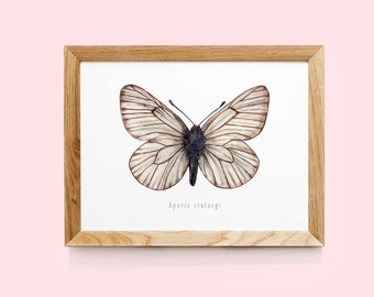 Aporia crataegi Art Print | Butterfly wall art | Watercolor butterfly print | Butterflies prints | Vintage Butterfly | Insects art print