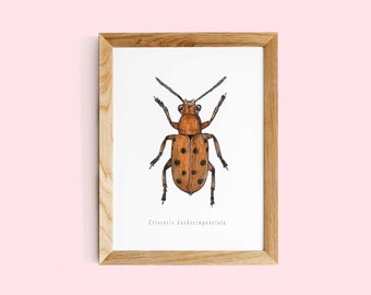 Crioceris duodecimpunctata Art Print | Beetle print | Beetle illustration print | Bug print | Insect art print |Vintage bug print | Bug art
