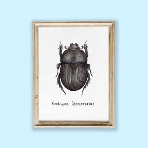 Disegno originale acquerello | Disegno coleottero | Scarabeo stercorario | Acquerello originale | Illustrazione coleottero | Insetti