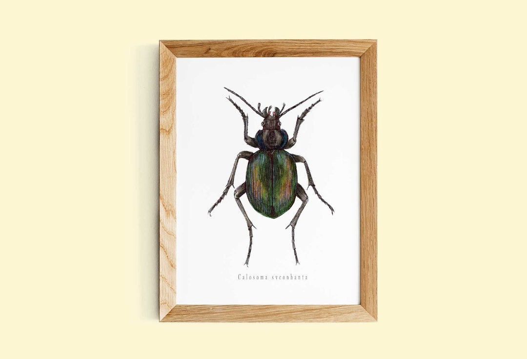 Vintage Beetle Art Print | Beetle Print | Beetle Illustration Print ...