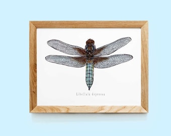 Dragonfly Print | Dragonfly Wall Art | Dragonfly Illustration | Dragonfly Gift | Dragonfly Art | Dragonfly watercolor | Dragonfly vintage