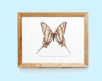 Eurytides epidaus fenochionis Art print | Butterfly print | Butterfly poster | Butterfly wall art| Butterfly wall decor | Vintage butterfly