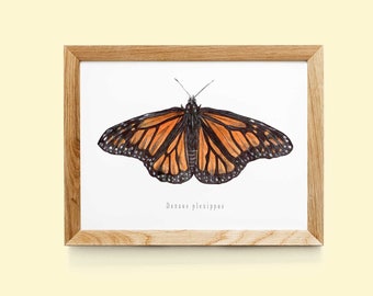 Danaus plexippus art print | watercolor butterfly print | Vintage Butterfly | insect art print | Butterfly watercolor | Insects watercolor