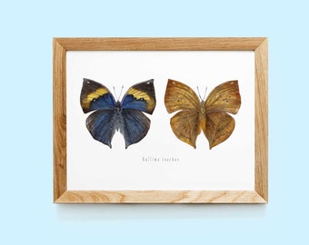 Kallima inachus Art print | Kallima inachus illustration | Moth Print | Butterfly art print | Butterfly watercolor print | Insects art print