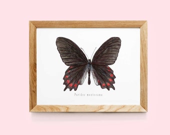 Parides montezuma butterfly print | Vintage butterfly print | Butterfly poster | Butterfly art print | Butterfly gift | Insects art wall