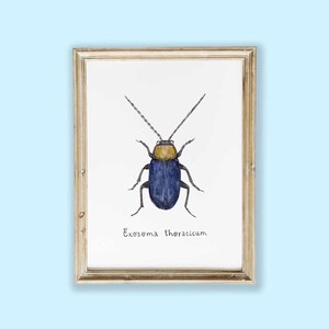 Disegno originale insetto | Acquerello originale | Insetto acquerello | Coleottero acquerello | Coleottero disegno | Regalo coleottero