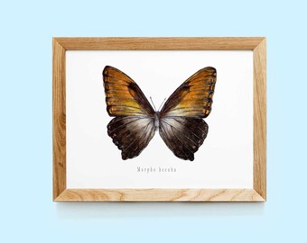 Morpho hecuba print | Vintage butterfly art print | Butterfly poster | Butterfly art print | Butterfly gift | Insects gift | Insects art