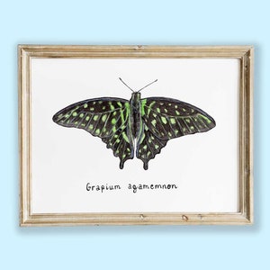 Disegno originale Grapium agamemnon | Acquerello originale farfalla | Acquerello farfalla | Decorazione farfalla | Acquerello insetto