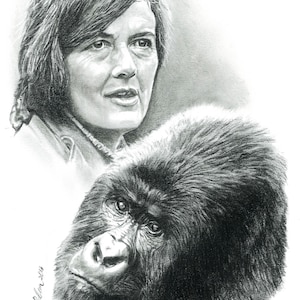 May include: A black and white pencil drawing of a woman with short brown hair looking to the right. She is wearing a jacket and is partially obscured by a large gorilla's head. The gorilla is looking to the left with a serious expression.