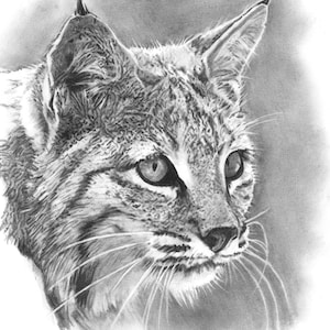 Bobcat, Nature, Cat, Original artwork, charcoal drawing, Conservation, Wildlife, Lynx, wildcat
