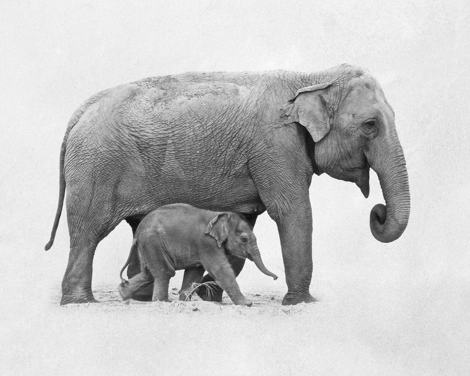 Baby elephant print Elephant wall art Baby animal art Etsy